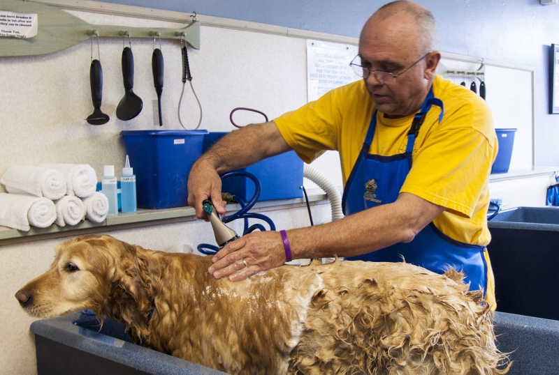 toiletteur-CHATEAUNEUF VILLEVIEILLE-min_dog-bath-682169_1280